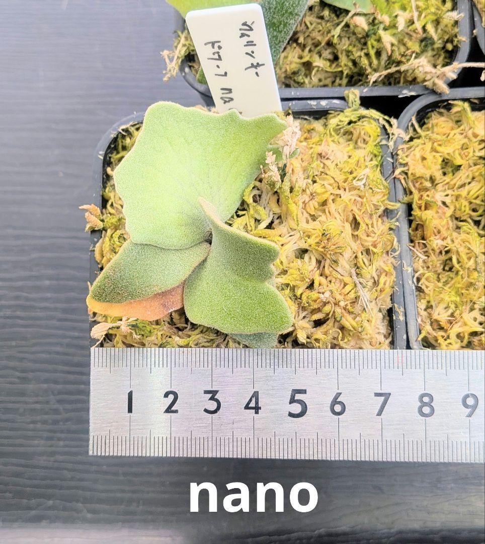 ビカクシダ、ウィリンキー　dwarf　ふみ出品