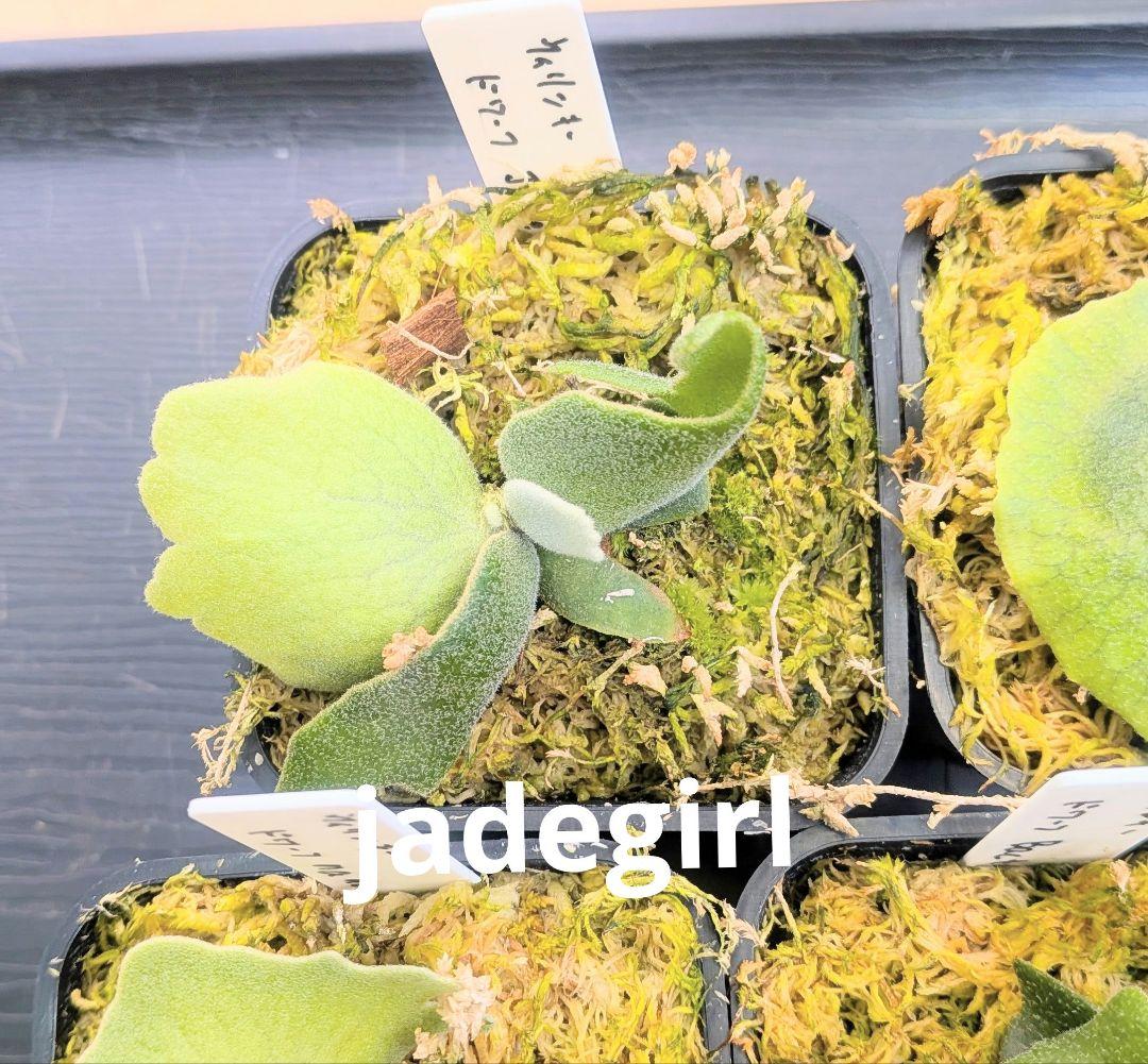 ビカクシダ、ウィリンキー　dwarf　ふみ出品