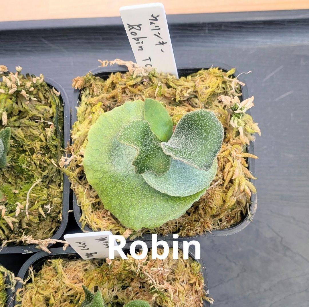 ビカクシダ、ウィリンキー　dwarf　ふみ出品