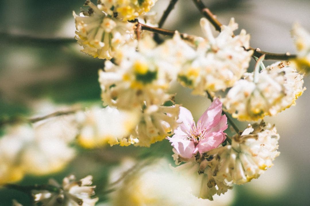 SONY 135mm F2.8 [T4.5] STF + zマウントアダプター