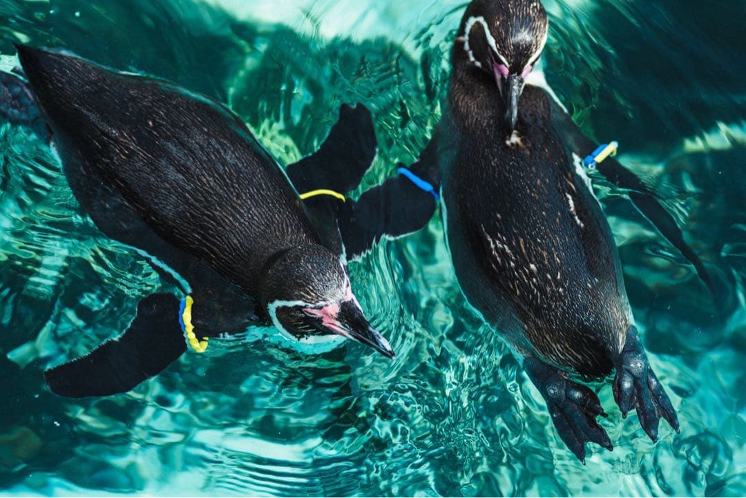 SONY 135mm F2.8 [T4.5] STF + zマウントアダプター