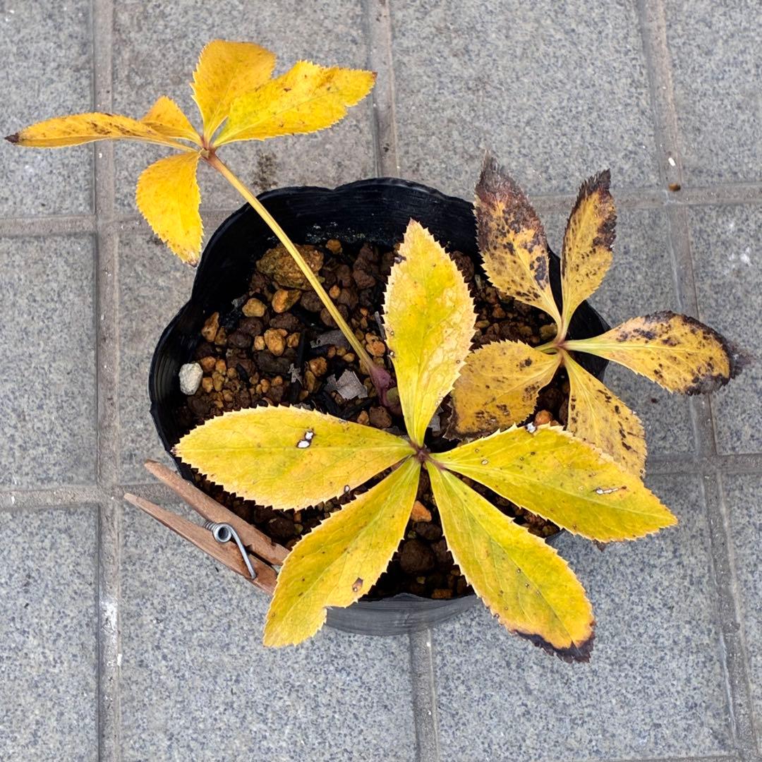 ˙*⋆様 3314⭐️超小輪⭐️フジタ⭐️オーレア⭐️ピコティーフラッシュ⭐️多