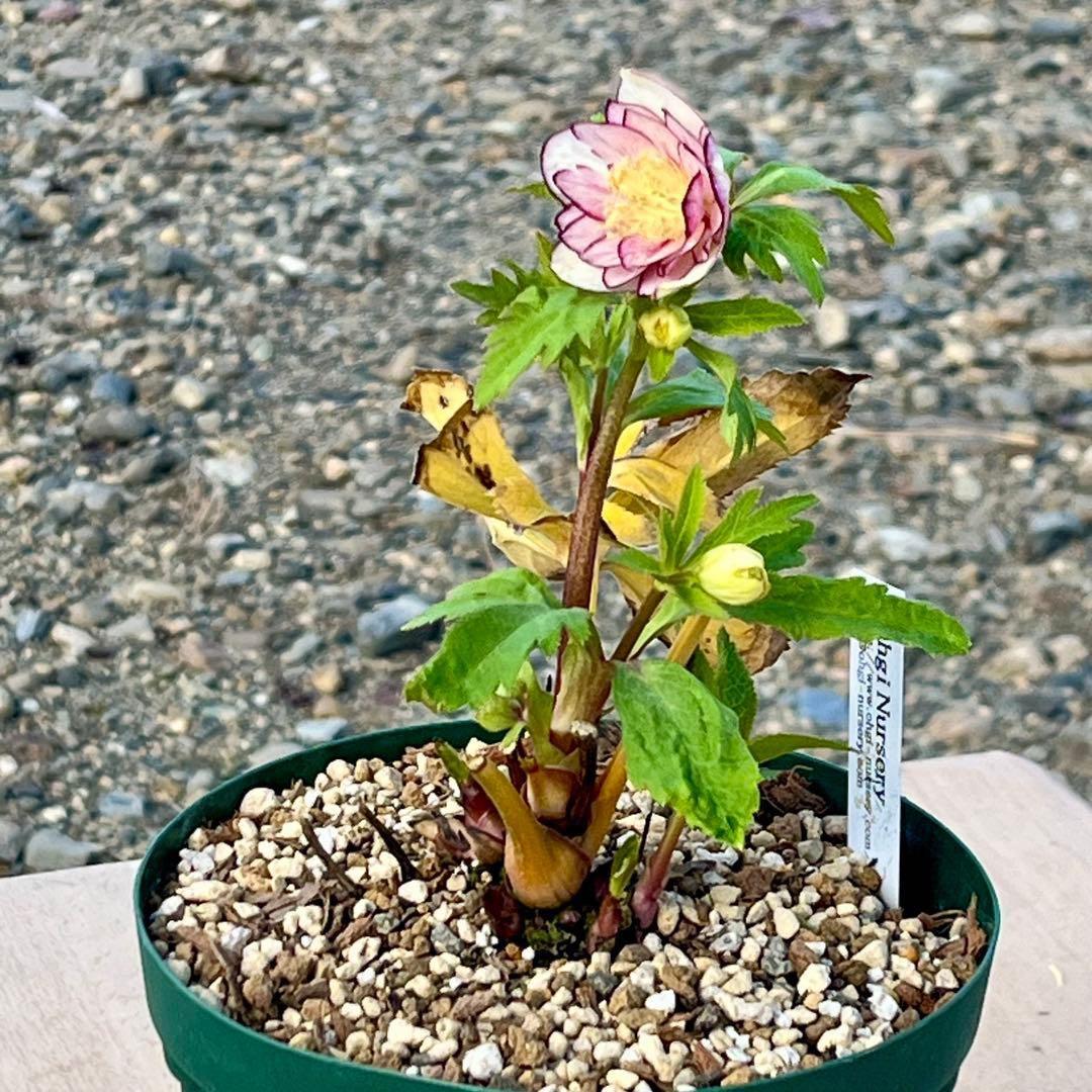 ˙*⋆様 3314⭐️超小輪⭐️フジタ⭐️オーレア⭐️ピコティーフラッシュ⭐️多