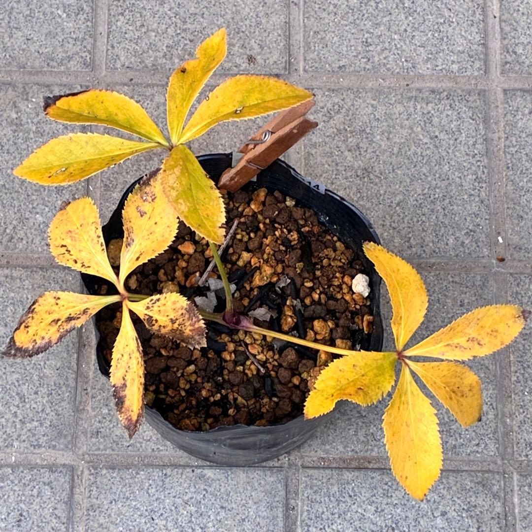 ˙*⋆様 3314⭐️超小輪⭐️フジタ⭐️オーレア⭐️ピコティーフラッシュ⭐️多