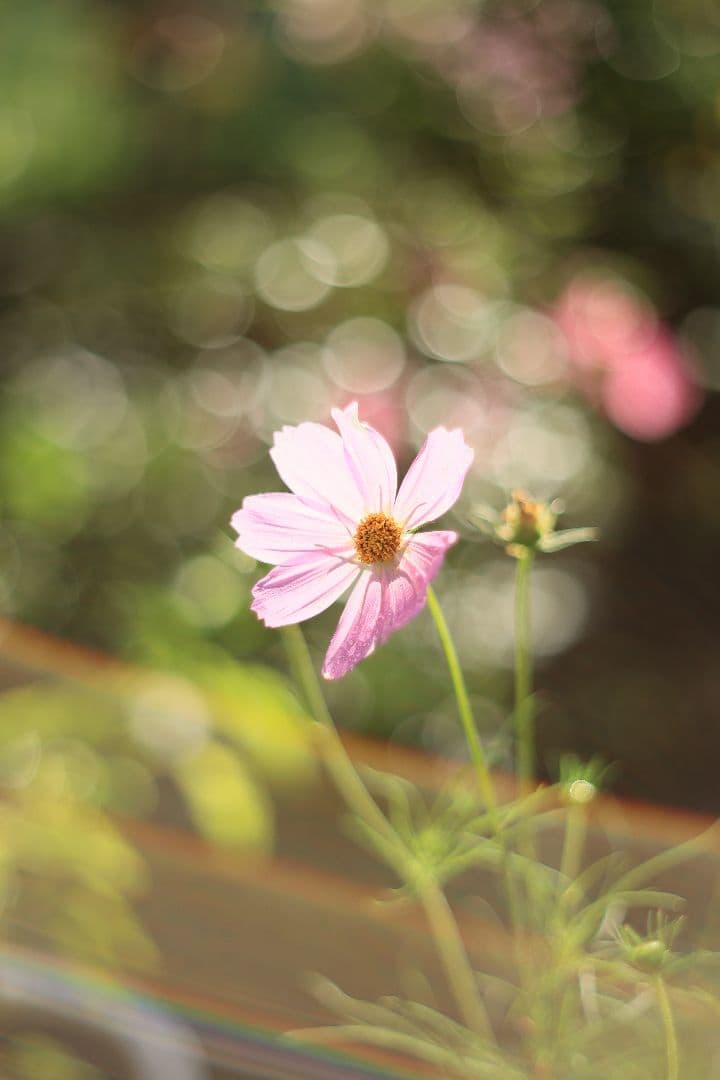Super-Takumar 55mm F1.8 前期型 S/N：1112572