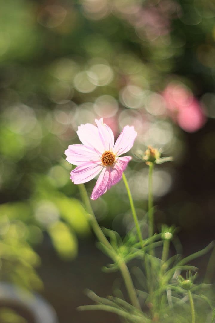 Super-Takumar 55mm F1.8 前期型 S/N：1112572