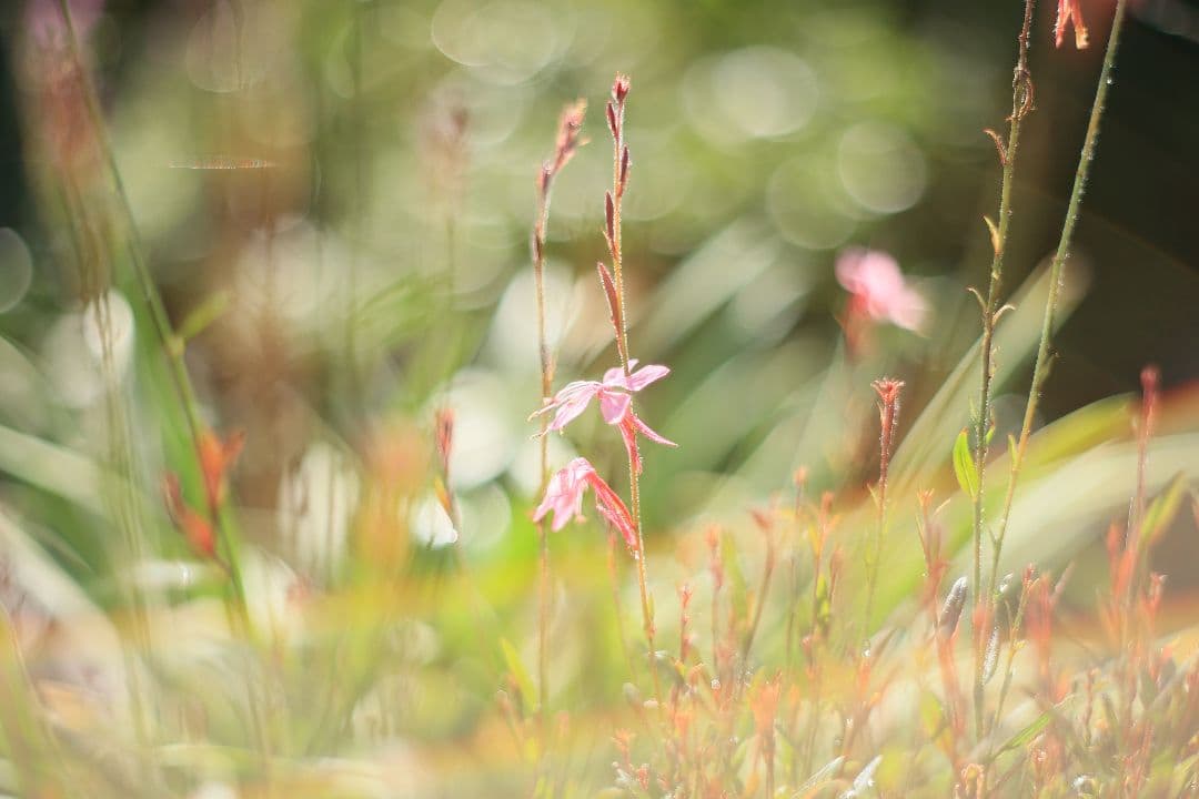 Super-Takumar 55mm F1.8 前期型 S/N：1112572
