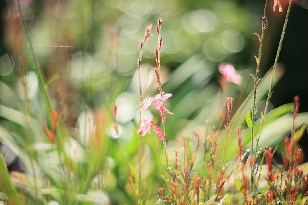 Super-Takumar 55mm F1.8 前期型 S/N：1112572