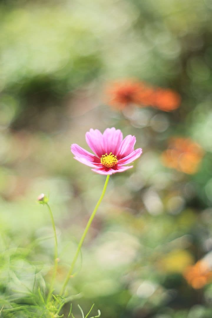 Super-Takumar 55mm F1.8 前期型 S/N：1112572