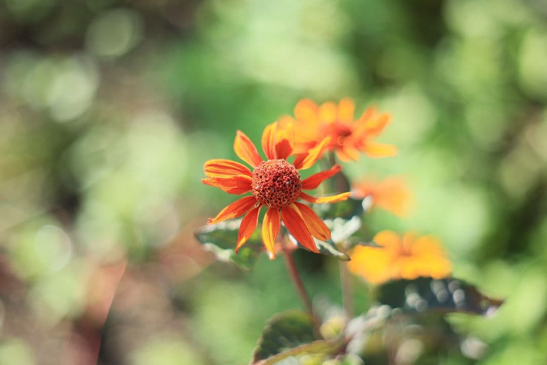 Super-Takumar 55mm F1.8 前期型 S/N：1112572