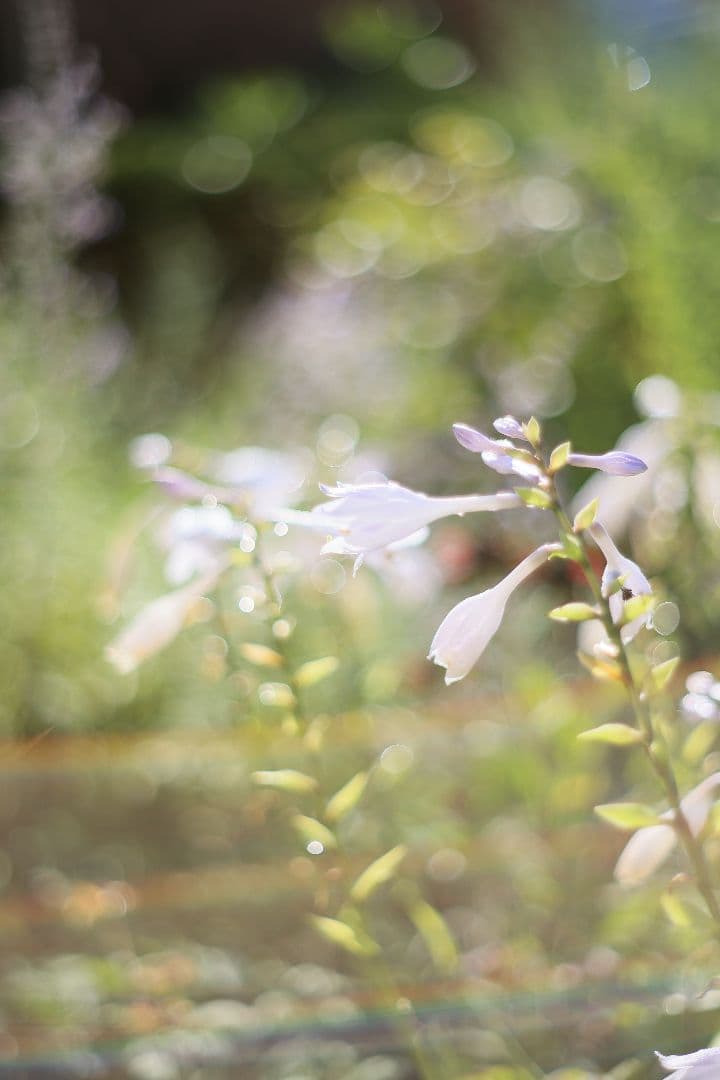 Super-Takumar 55mm F1.8 前期型 S/N：1112572
