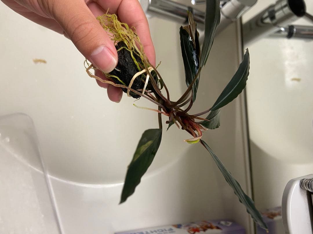 水草 Bucephalandra sp. . deep purple az0819-4