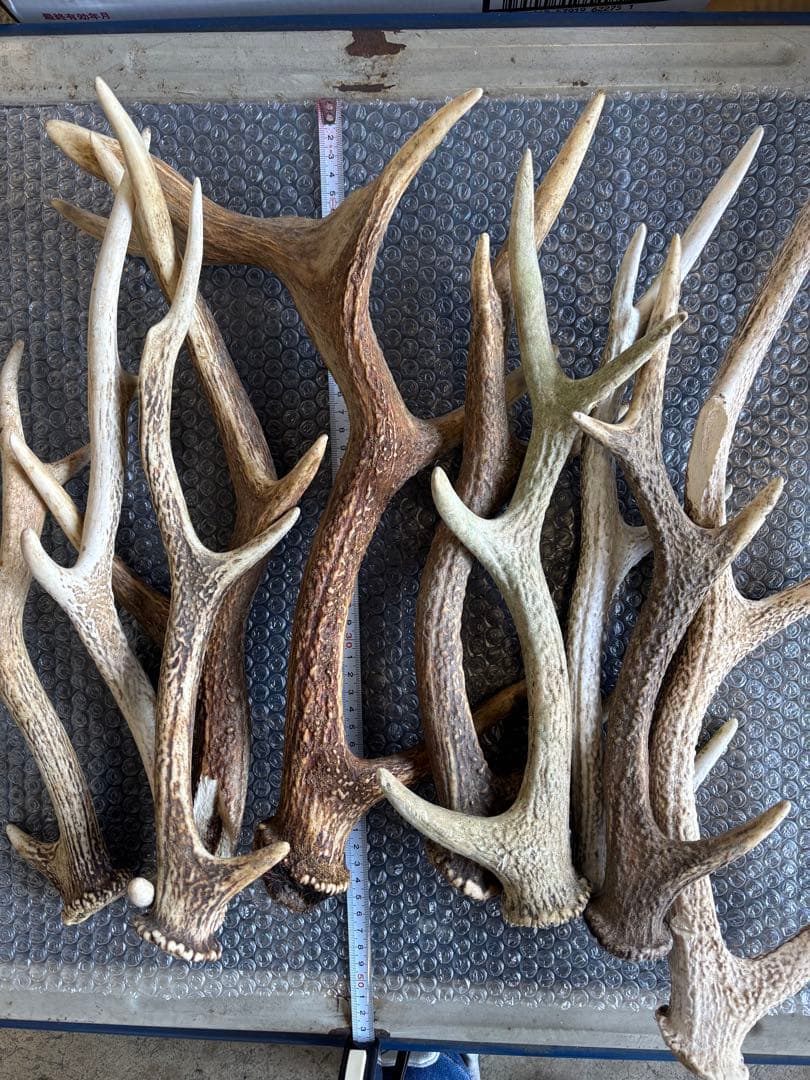 鹿の角10本