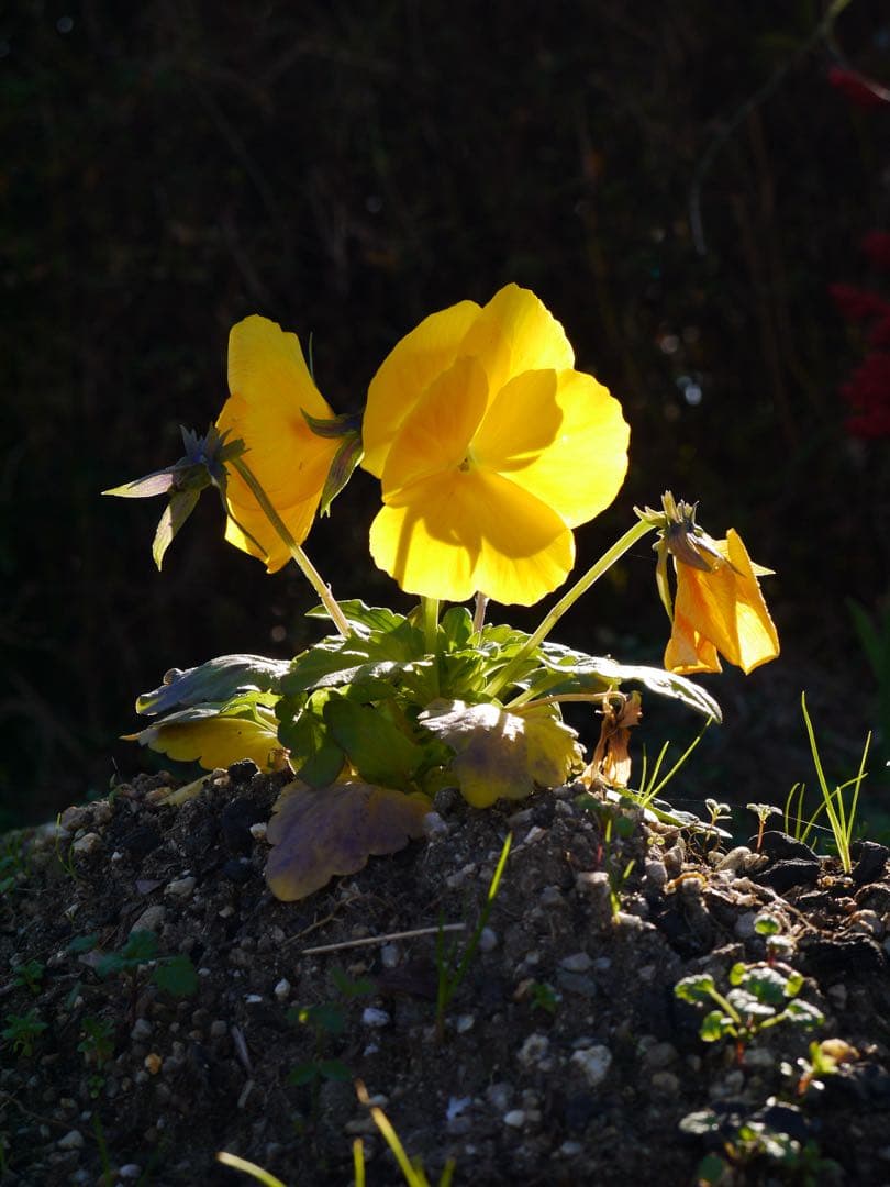 デジタルカメラ Panasonic Lumix GF5