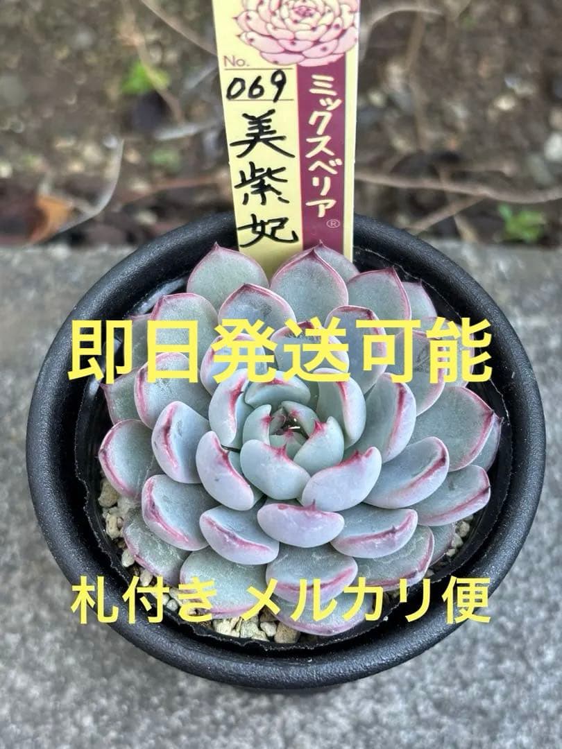 超希少 おらいさん苗 ミックスベリア 美紫妃 札付き 極上株 多肉植物③