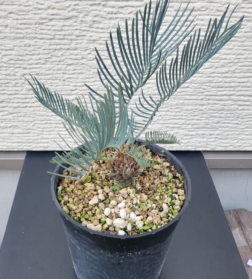 サイカス　カイルンシアナ　スーパーブルー