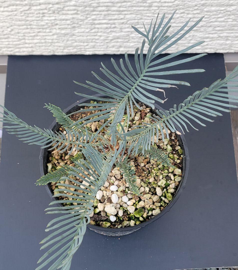 サイカス　カイルンシアナ　スーパーブルー