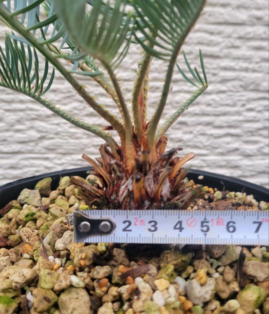 サイカス　カイルンシアナ　スーパーブルー