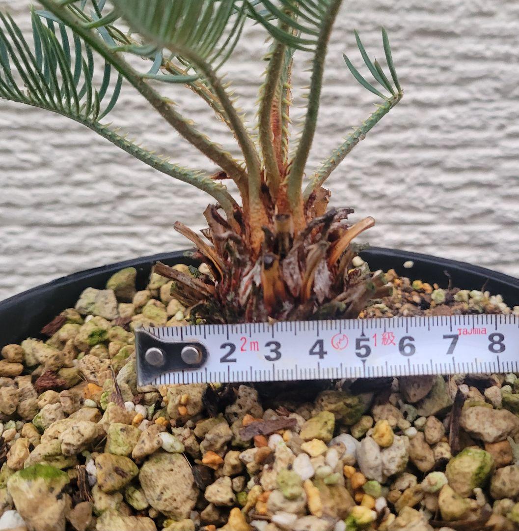 サイカス　カイルンシアナ　スーパーブルー