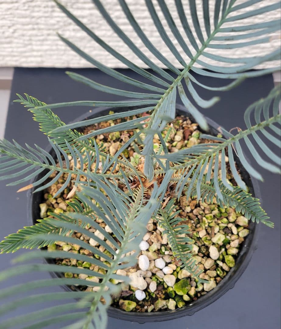 サイカス　カイルンシアナ　スーパーブルー