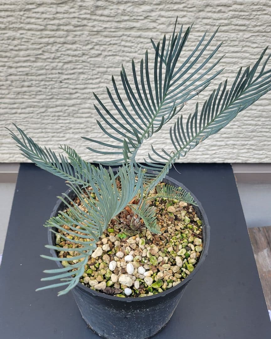 サイカス　カイルンシアナ　スーパーブルー