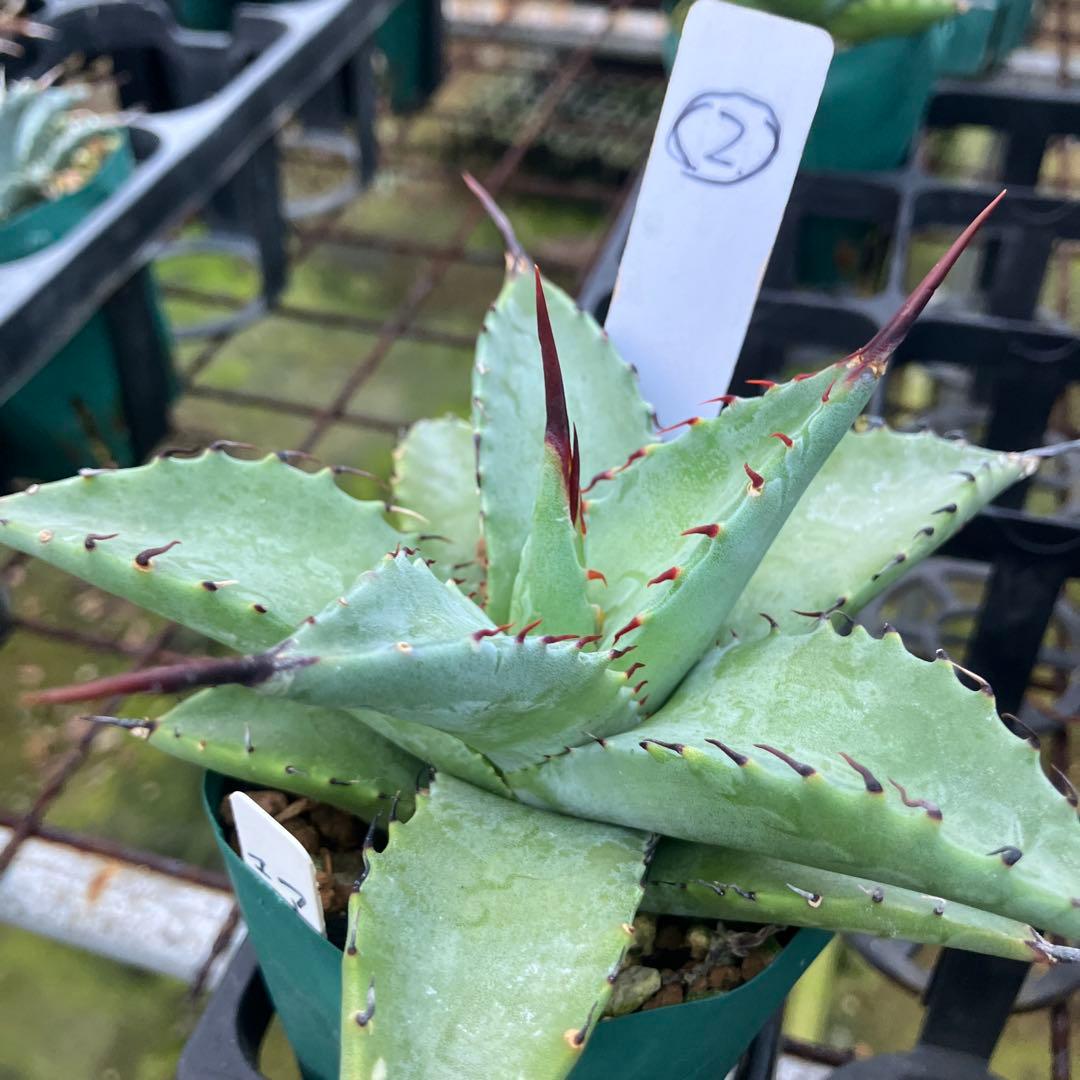 レトロ アガベ マルガリータ