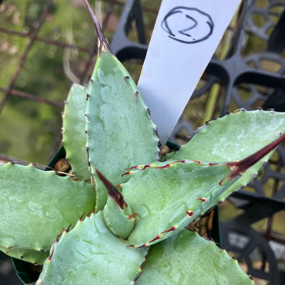 レトロ アガベ マルガリータ