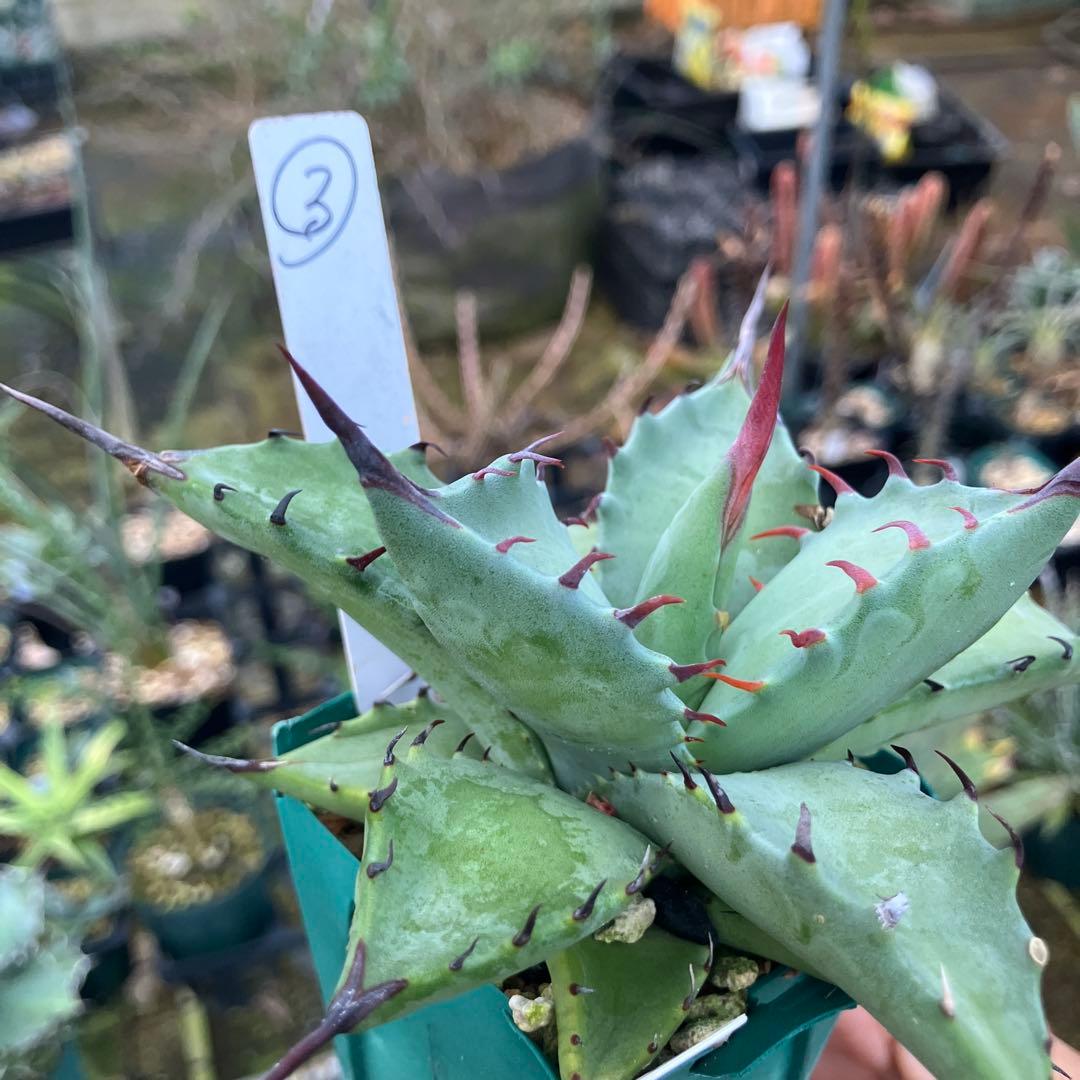 レトロ アガベ マルガリータ