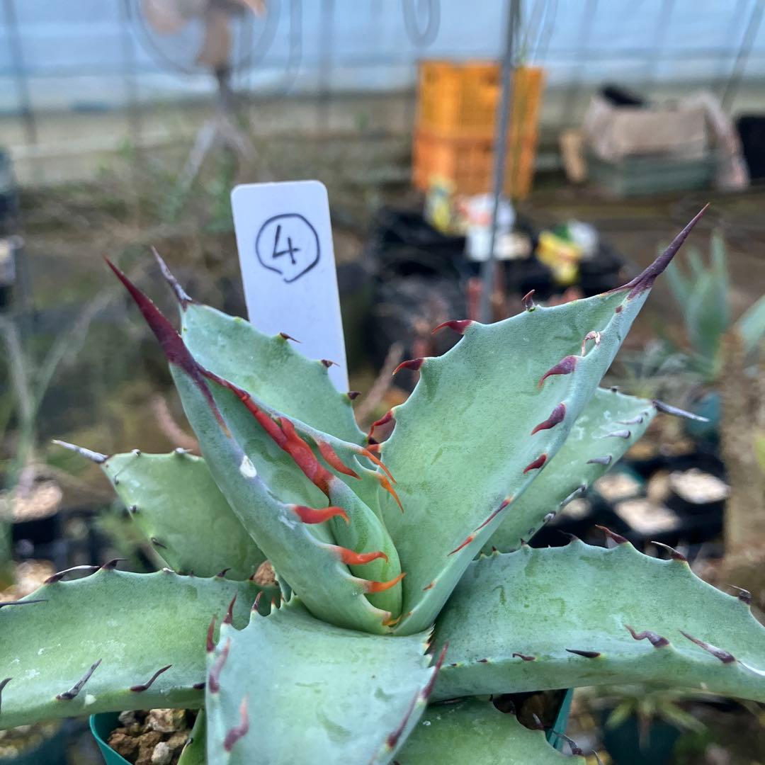 レトロ アガベ マルガリータ