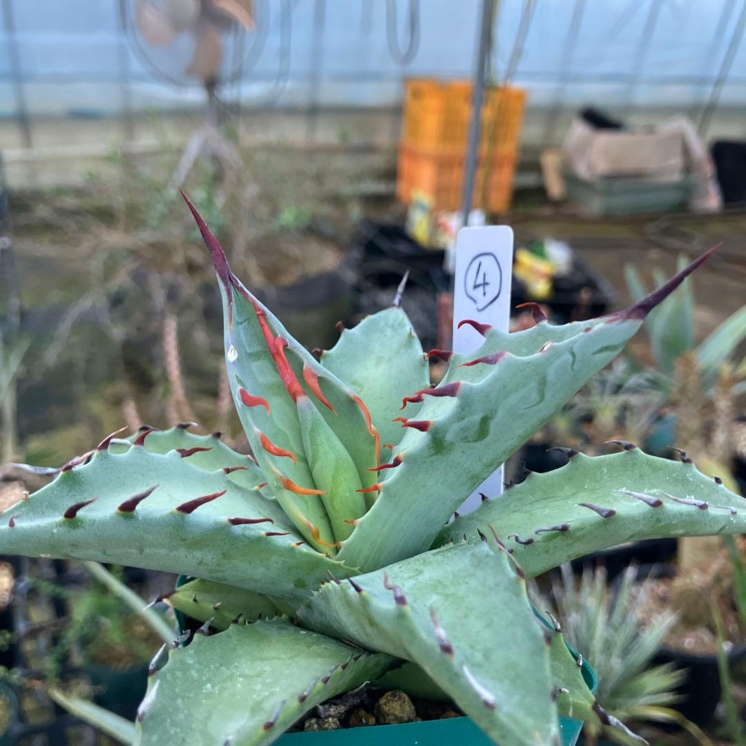 レトロ アガベ マルガリータ