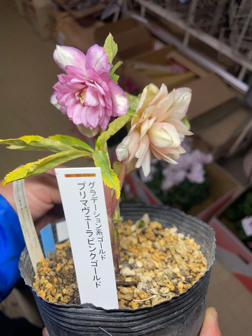 加藤農園 プリマヴェーラピンクゴールド クリスマスローズ