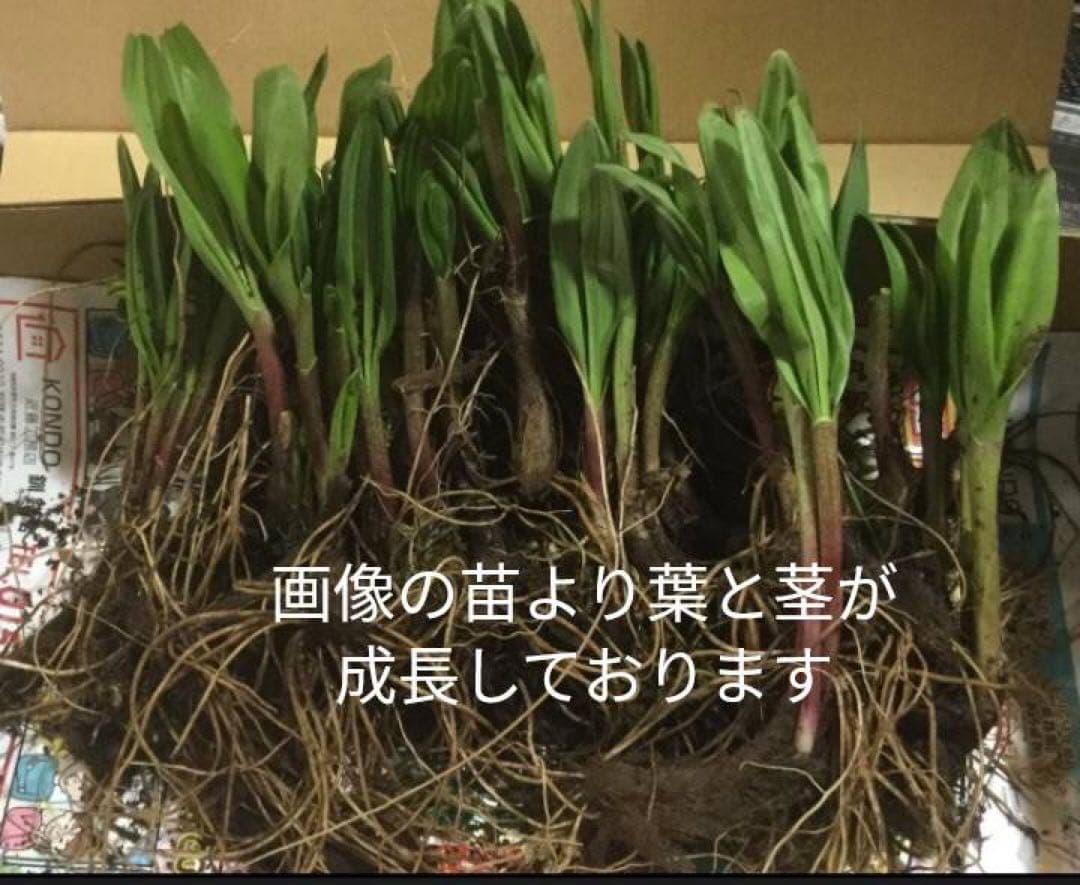 北海道産天然物 行者にんにく苗 200本