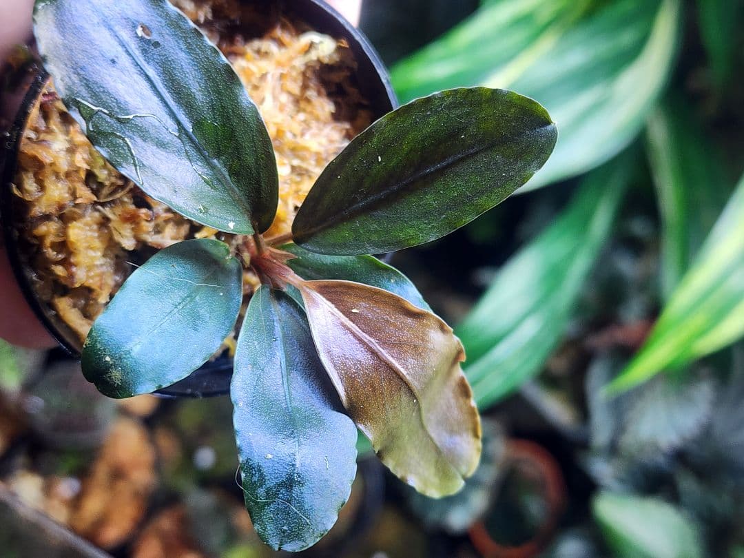 ムネオ様 リクエスト 2点 まとめ商品