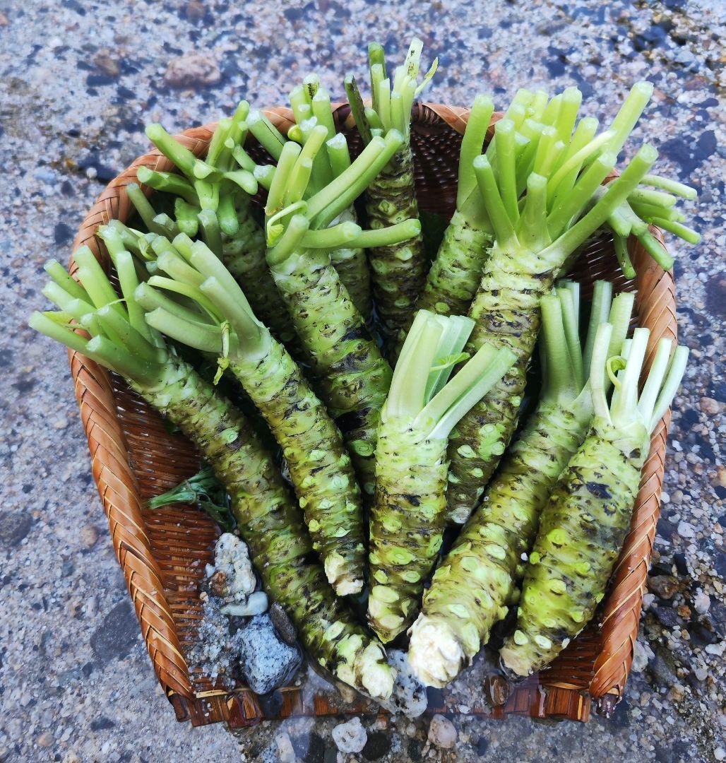 安曇野産 2kg 茎付きわさび 信州 安曇野市産 沢わさび 生わさび