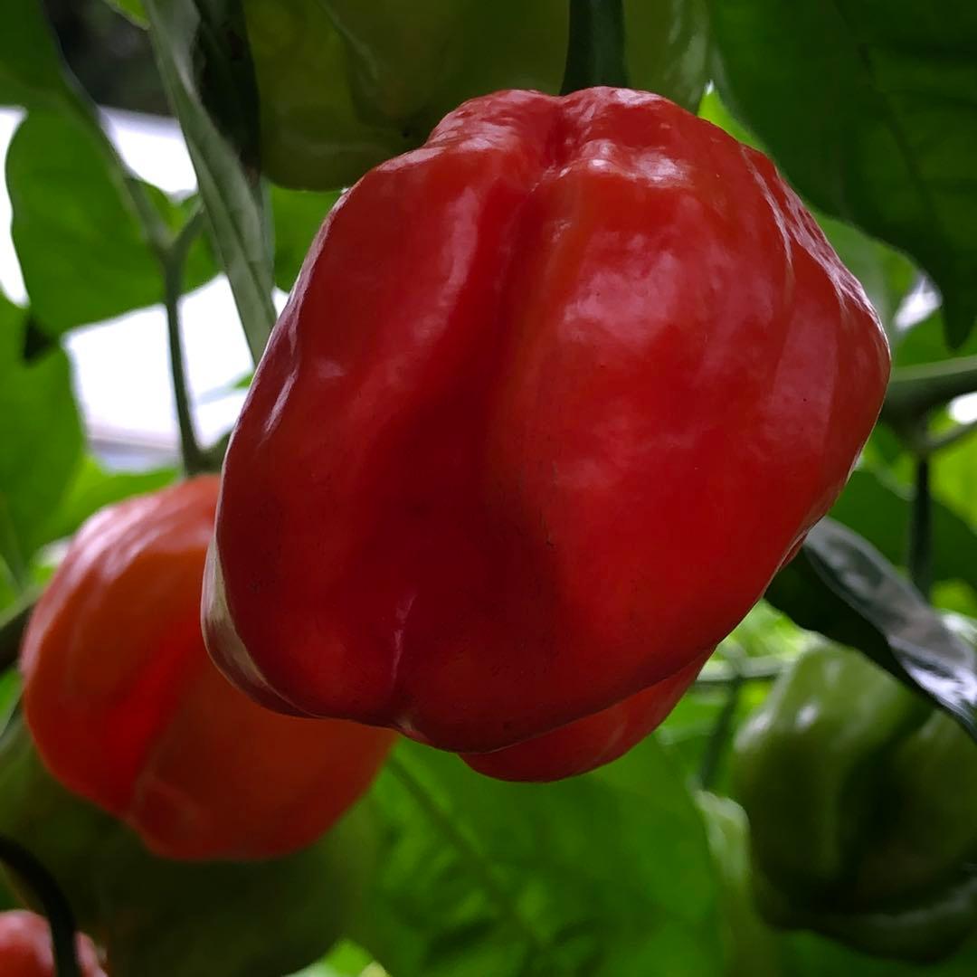 No.2［mh850］10キロレッドハバネロ