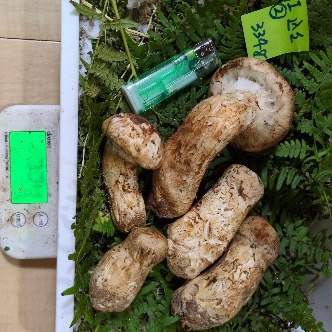 いよいよ最終間近　和歌山松茸　新鮮朝市　込み込み　334㌘