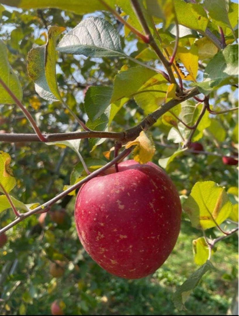 岩手県産減農薬葉とらず三島系サンフジりんご6kg