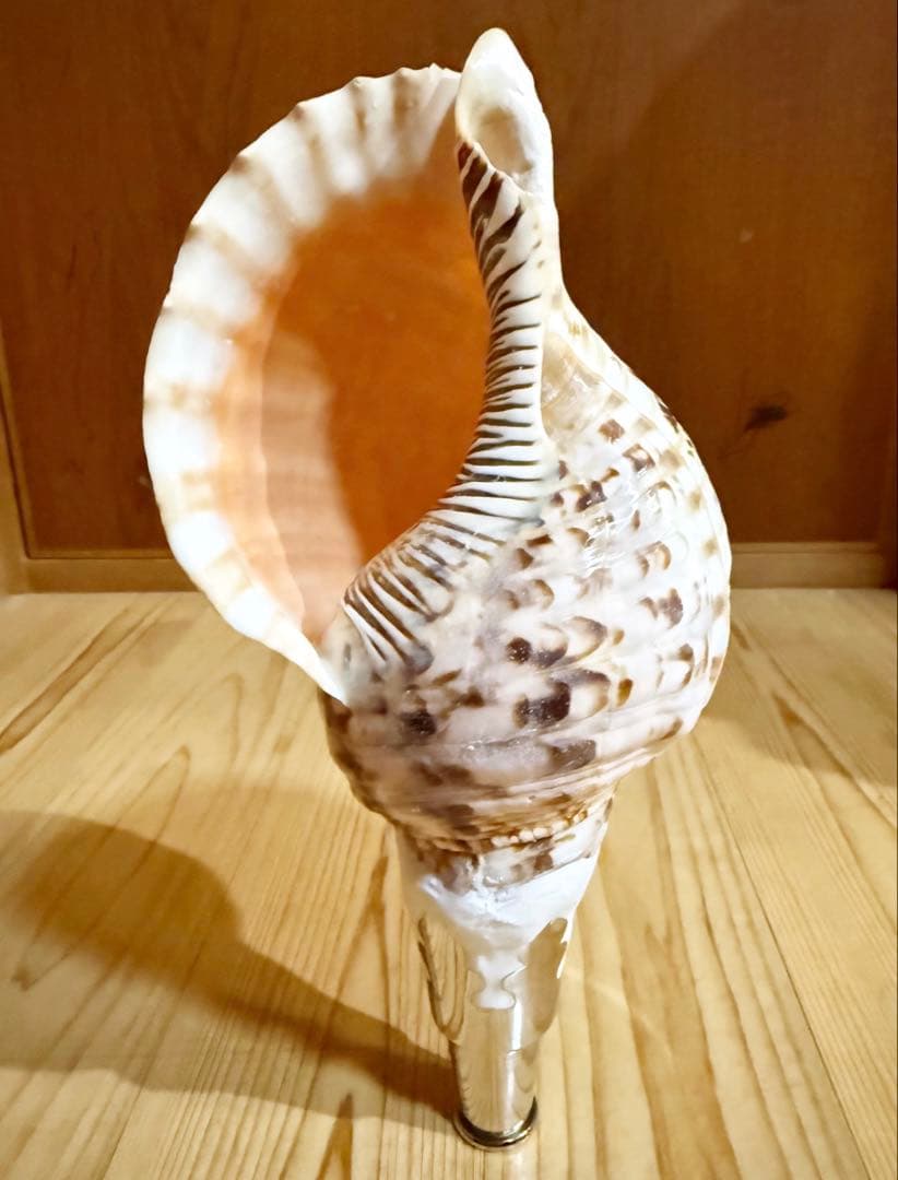 コンパクト修験道法螺貝　山伏　密教　魔除け　熊よけ❣️ほら貝　ホラガイ