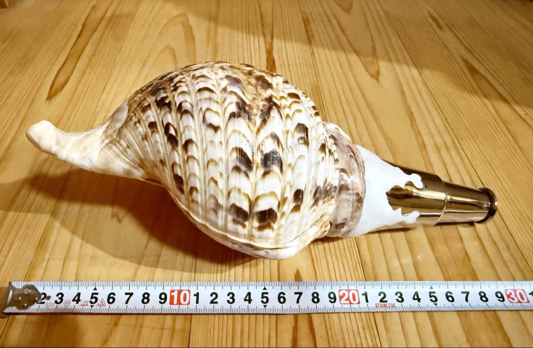 コンパクト修験道法螺貝　山伏　密教　魔除け　熊よけ❣️ほら貝　ホラガイ