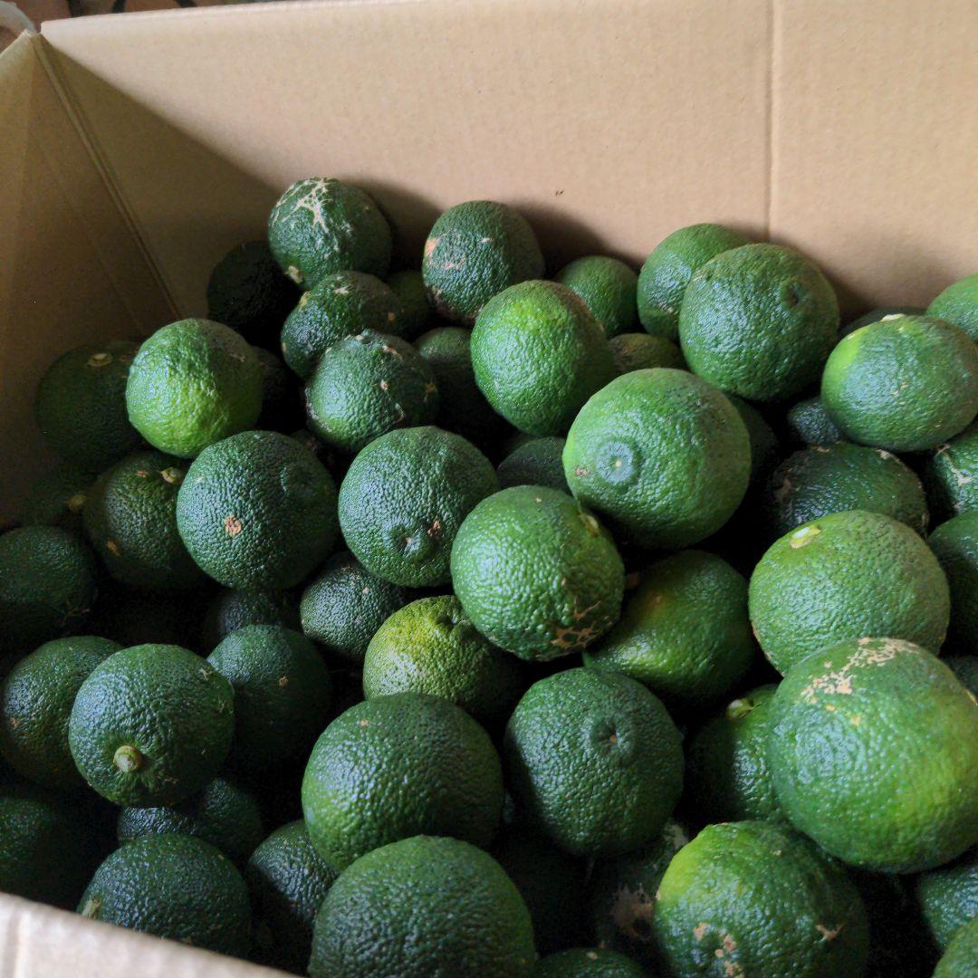 ゆず胡椒に！今だけ青柚子１５kg（愛媛県産）。うどん、そば、刺身、お酒、焼酎に！