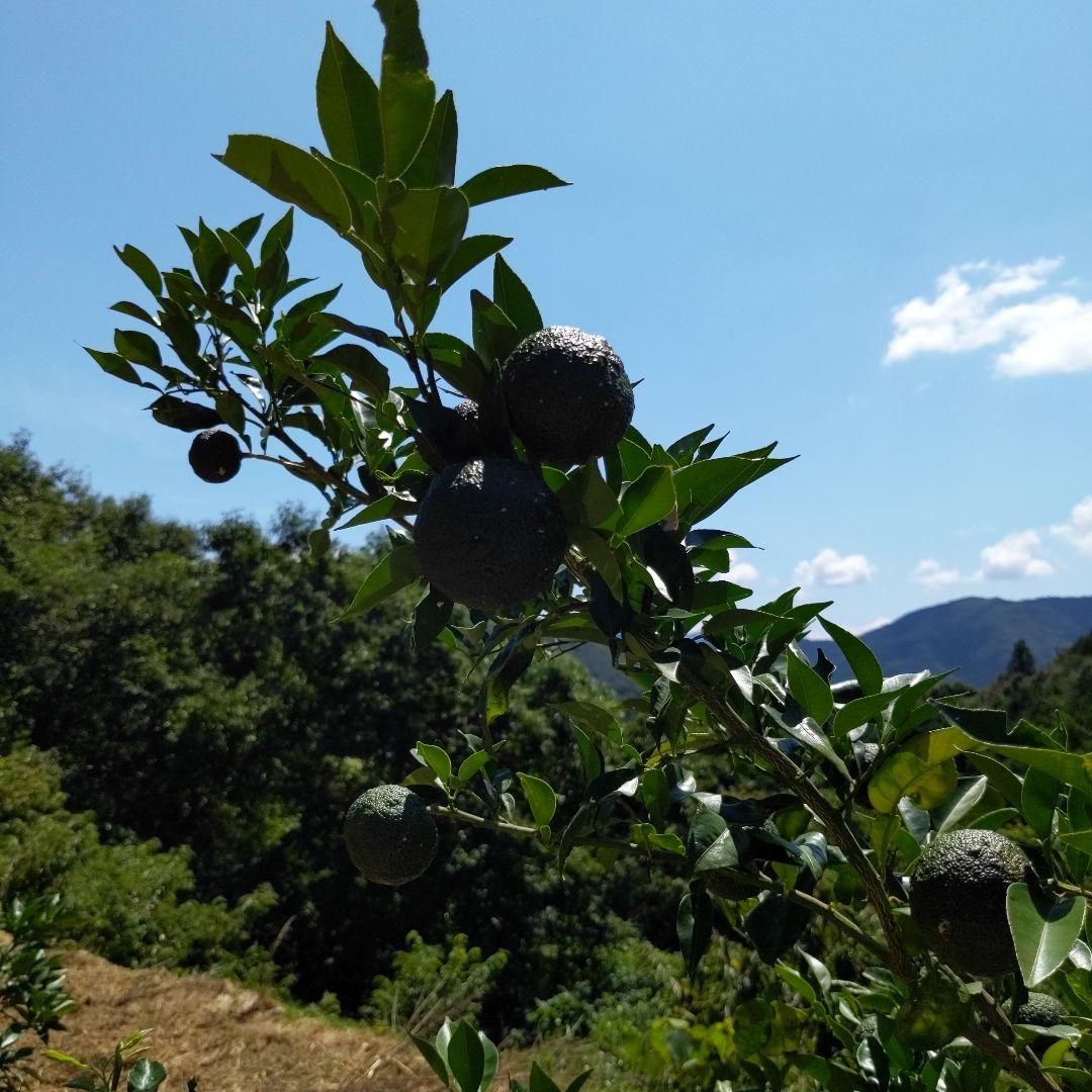 ゆず胡椒に！今だけ青柚子１５kg（愛媛県産）。うどん、そば、刺身、お酒、焼酎に！