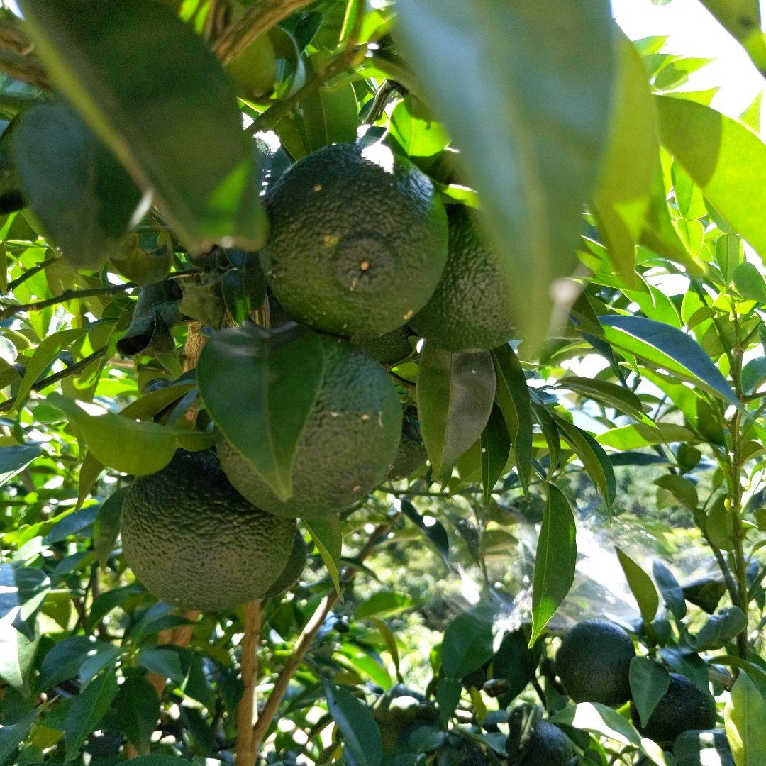 ゆず胡椒に！今だけ青柚子１５kg（愛媛県産）。うどん、そば、刺身、お酒、焼酎に！