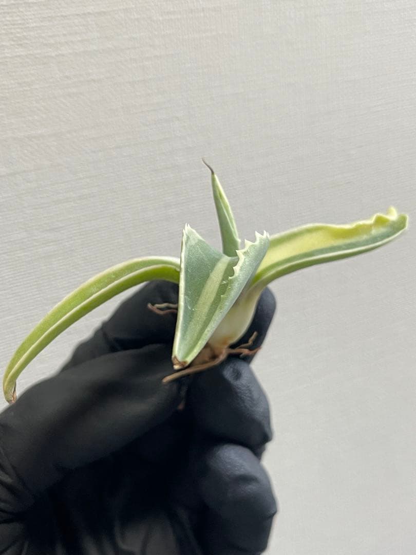 ②ジェレミー産 Hidden Agaveアガベ オバティフォリア モビーMoby