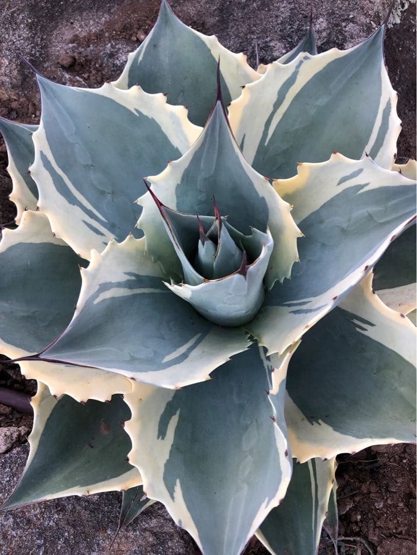 ②ジェレミー産 Hidden Agaveアガベ オバティフォリア モビーMoby