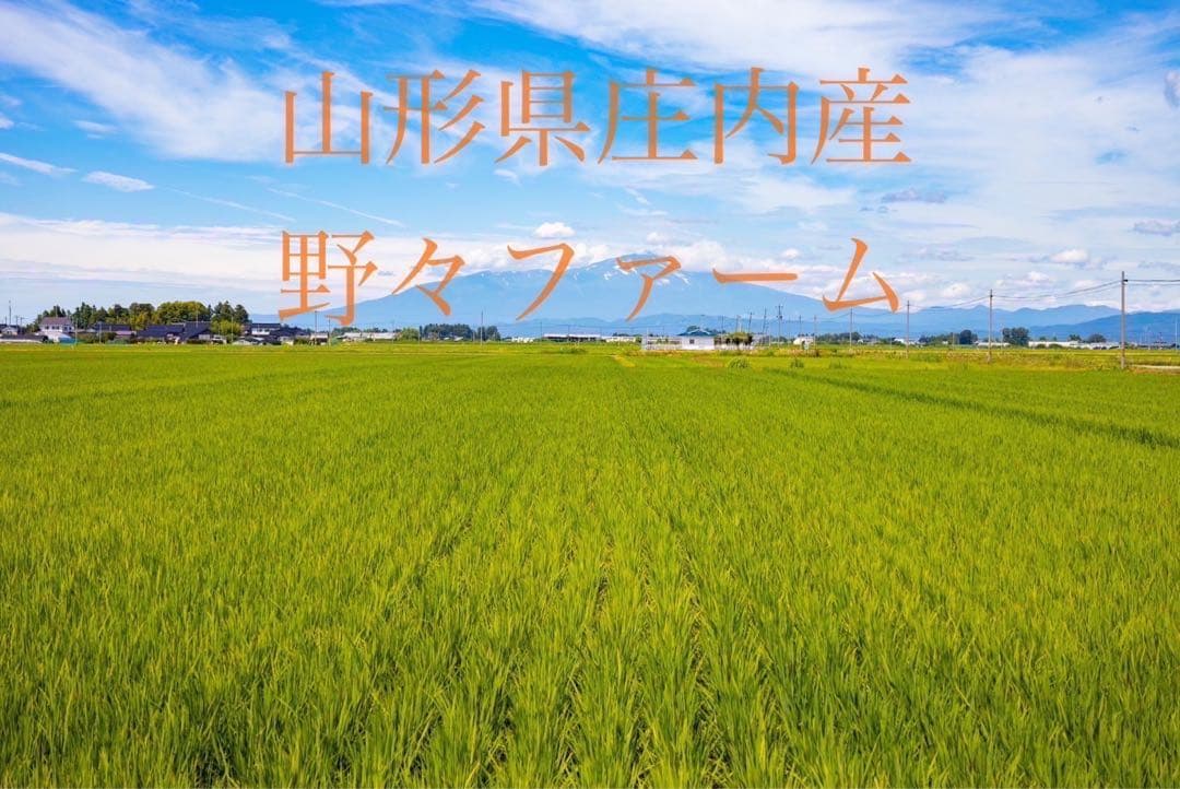 つや姫　20kg 山形　令和7年　特別栽培米