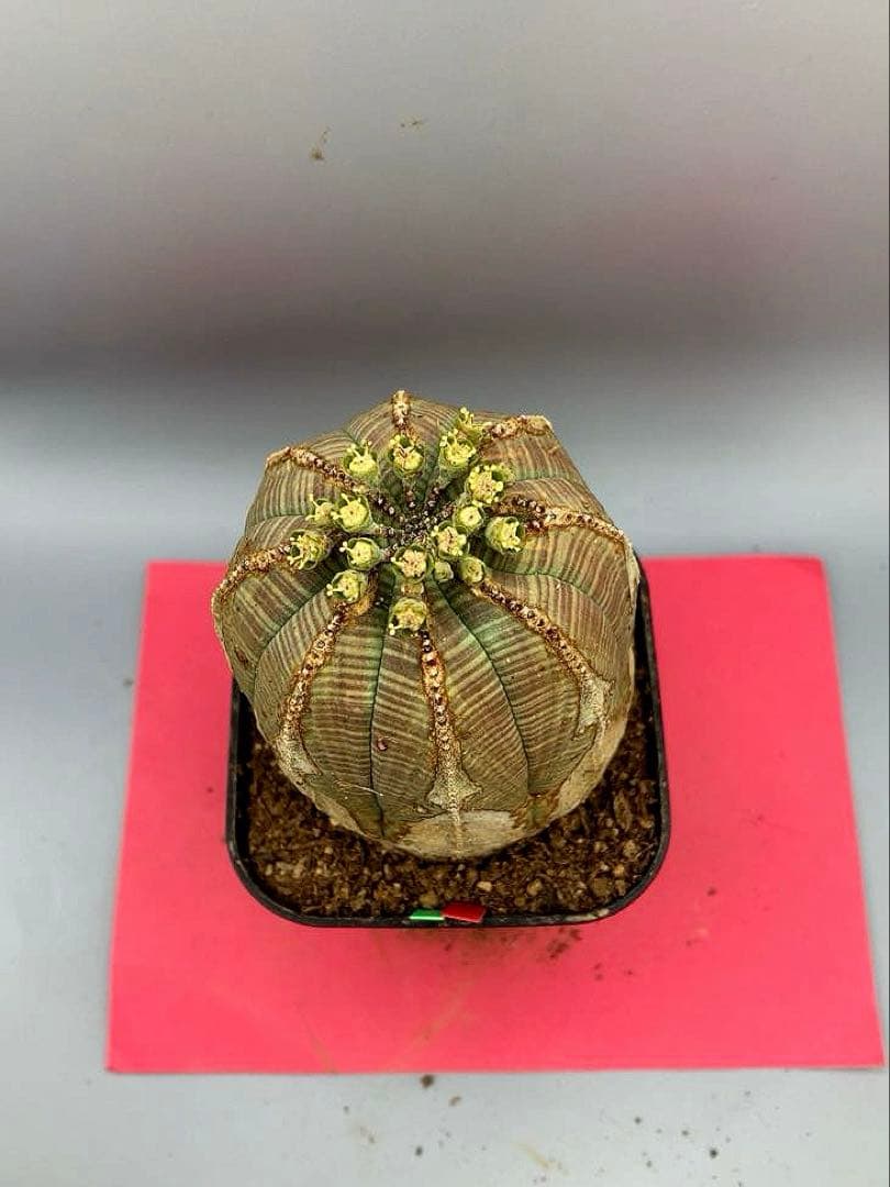 《3号GR》ユーフォルビア　オールド　オベサ　雄株