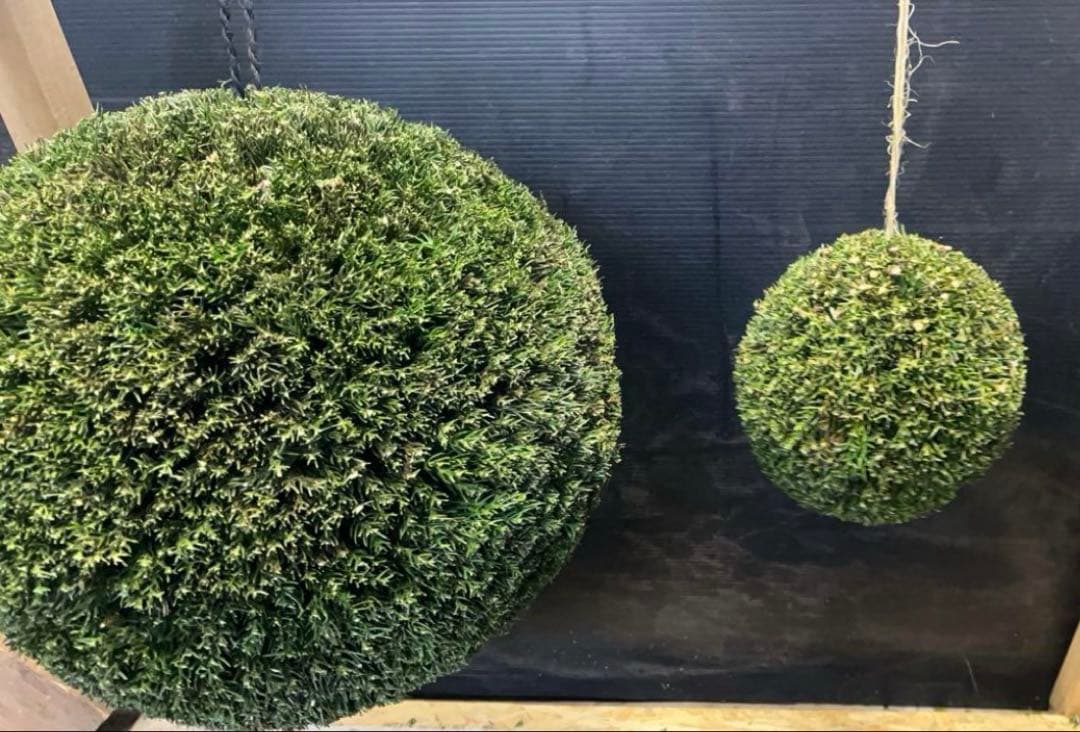 杉玉　約40センチ‼️縁起物　丸くて幸せ　家族円満♪