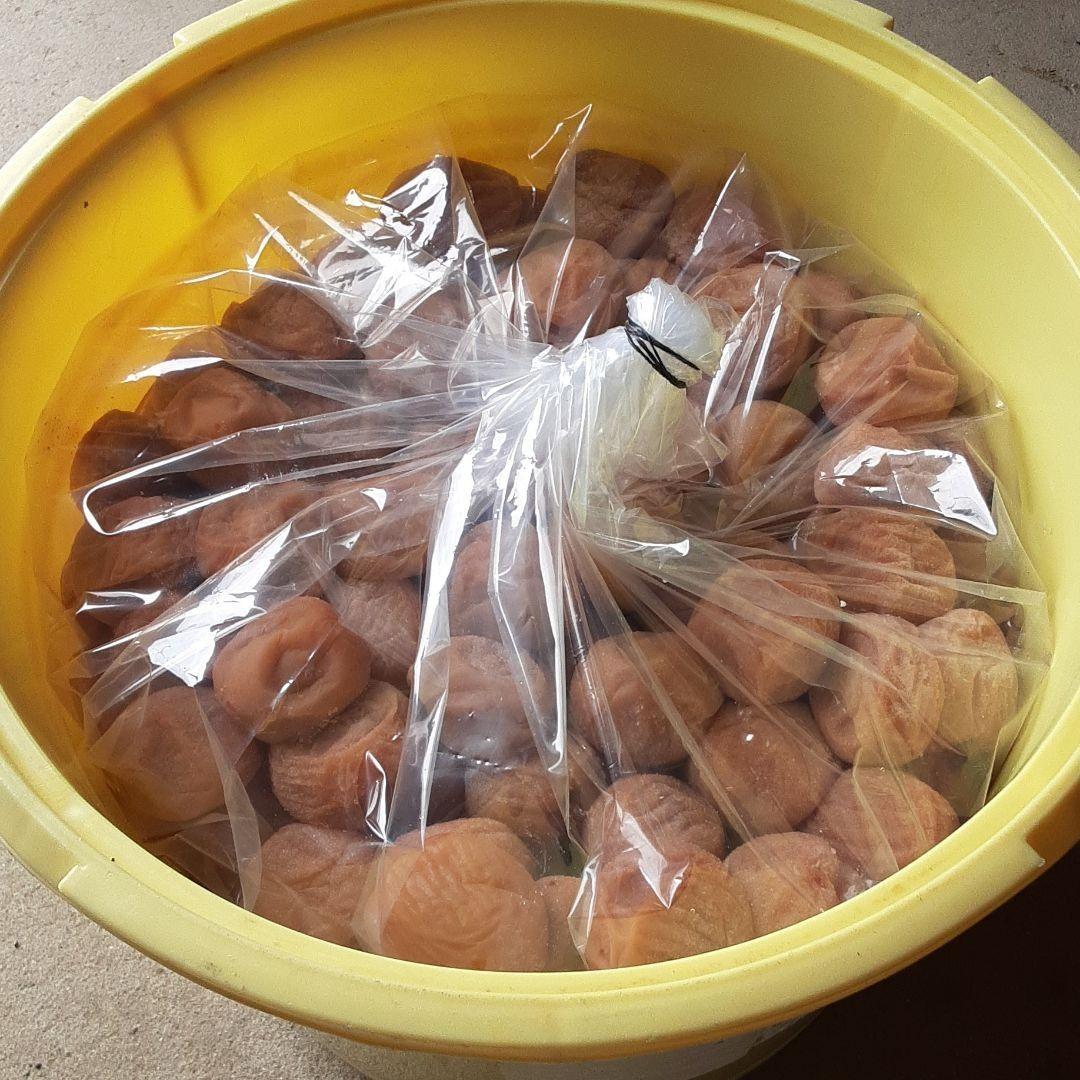 たっぷり10kg 無添加 自家製 梅干し 紀州みなべの南高梅