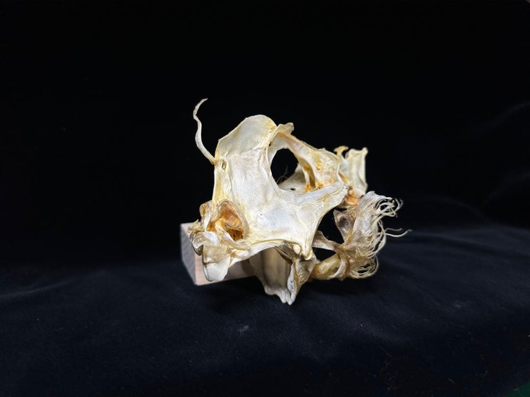 ギンザメ 骨格標本