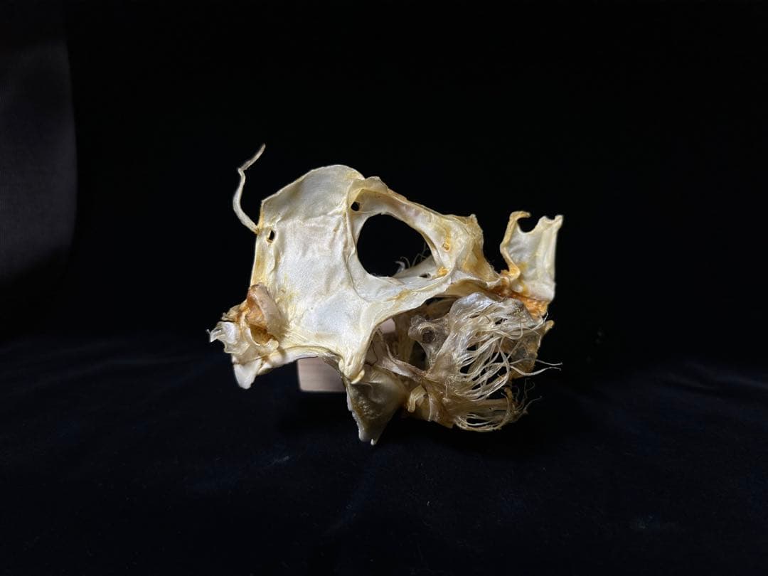 ギンザメ 骨格標本